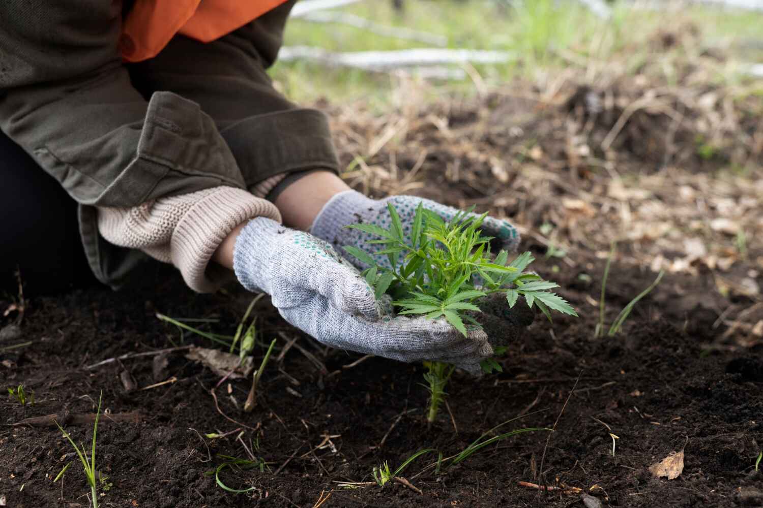 Best Local Tree Services  in Grant City, MO